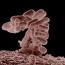 E. coli : éclosions au Canada et au Québec